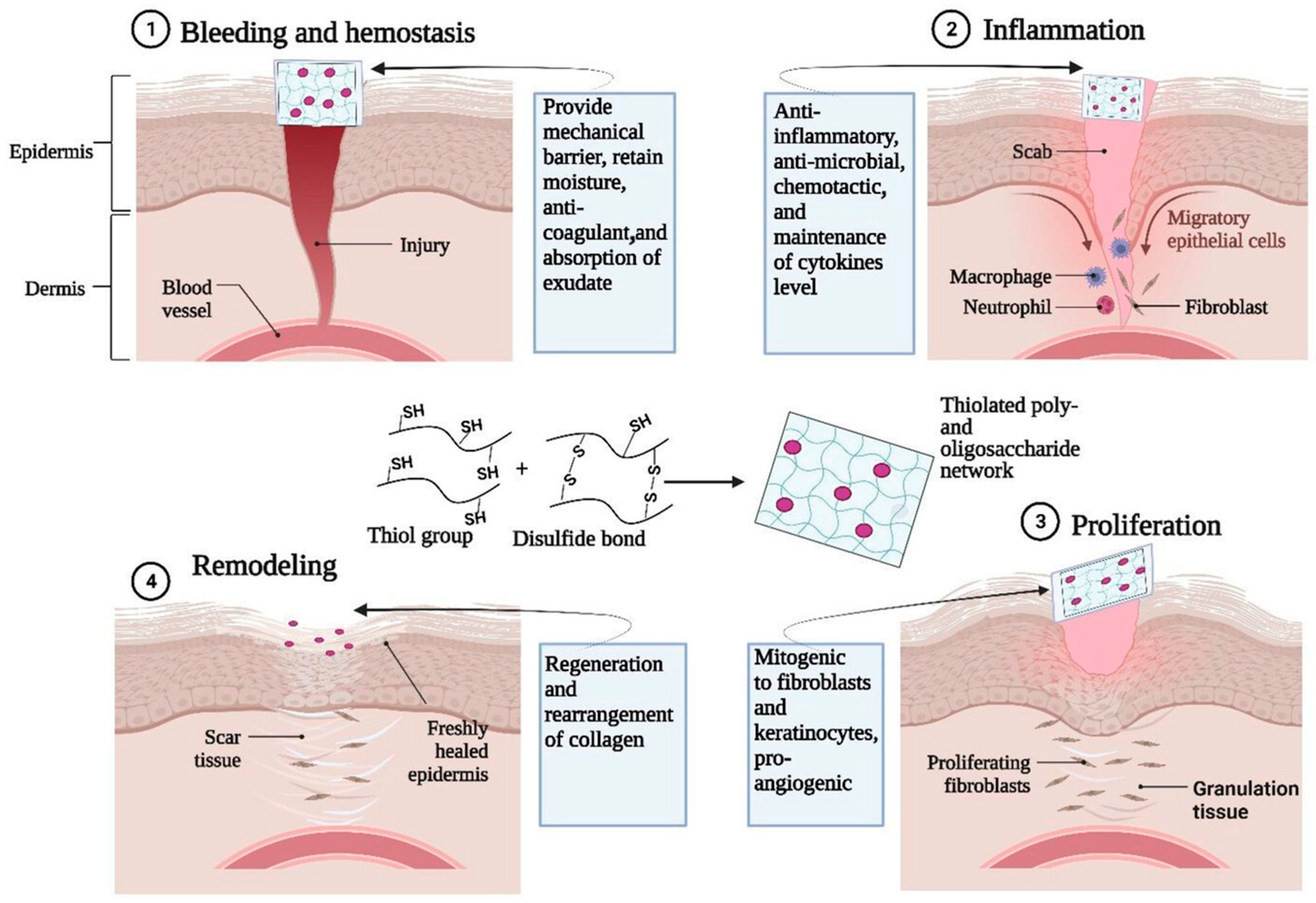 How Prebiotic Fibres Benefit the Skin