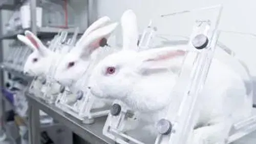 Animal testing 